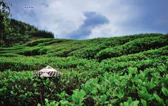 六安茶：究竟属于哪种茶？探讨其茶类与茶种归属