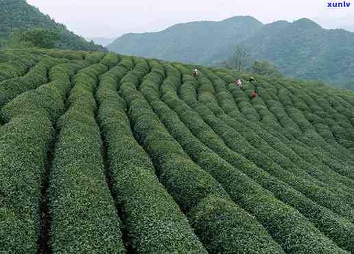 六安茶：究竟属于哪种茶？探讨其茶类与茶种归属