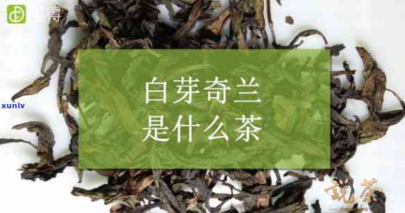 白芽奇兰茶叶多少钱一斤，价格查询：白芽奇兰茶叶每斤多少钱？