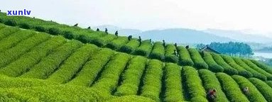 中茶和白沙溪茶厂区别，探讨中茶与白沙溪茶厂的差异