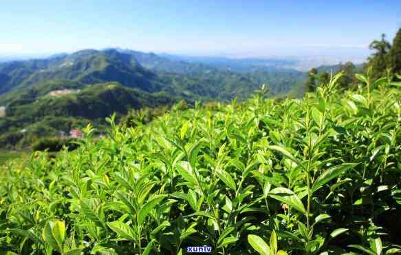 有机高山茶的优点，探索有机高山茶的多重优点