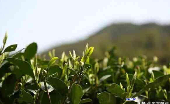 有机高山茶的优点，探索有机高山茶的多重优点