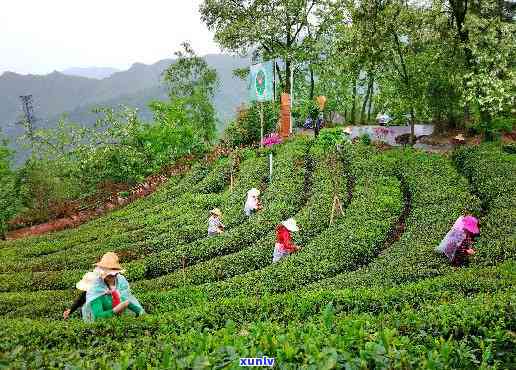 湖北汉家氏茶园旅游景区：探索湖北汉家氏茶业的历与文化，品尝湖北汉家氏茶旗舰产品的美味