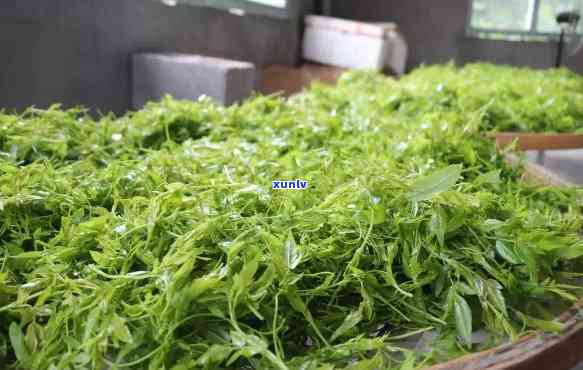 芽尖莓茶属于什么茶，芽尖莓茶：揭示其所属的茶叶类别