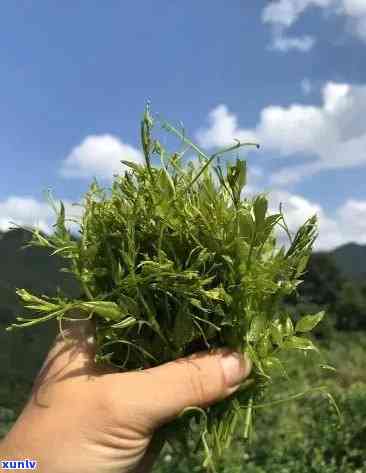 芽尖莓茶属于什么茶，芽尖莓茶：揭示其所属的茶叶类别