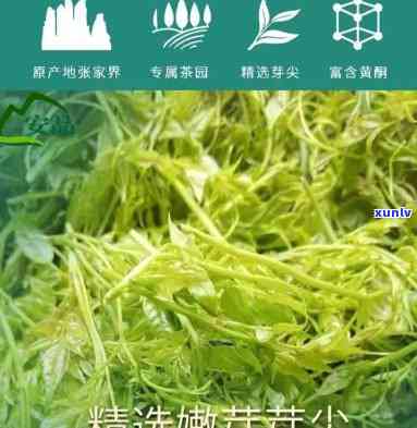 芽尖莓茶：功效、副作用与禁忌人群全解析