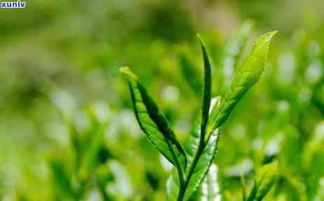 泡红茶的水多少度-泡红茶的水多少度喝