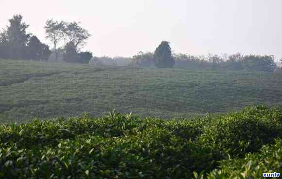 平西山茶厂，品尝平西山茶的绝佳去处：平西山茶厂