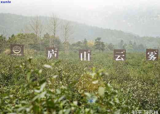 平西山茶厂，品尝平西山茶的绝佳去处：平西山茶厂