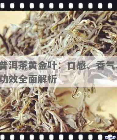 曼松黄金叶：金方印系列，独特口感的普洱茶品种