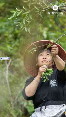 品慧北山茶系列，品味北山韵味，智慧生活之选——品慧北山茶系列