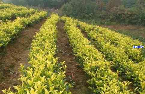 金叶茶的功效及价格-金叶茶的功效与作用