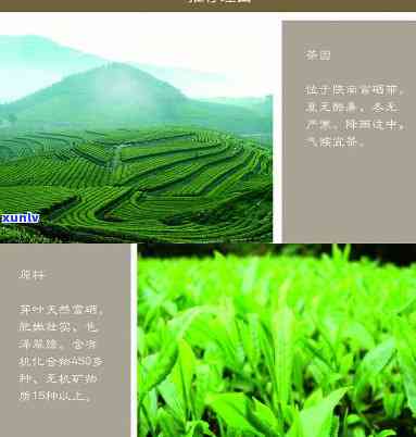 道通天下茯茶价格表-道通天下茯茶850克多少钱