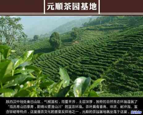 泾阳元顺茯茶价格表-泾阳元顺茯茶