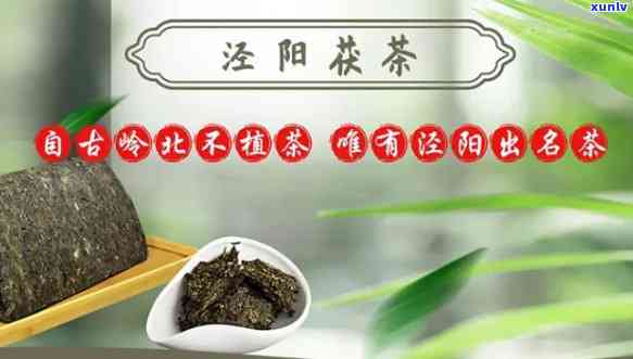 泾阳根社茯茶怎么样？468g价格及专卖店信息