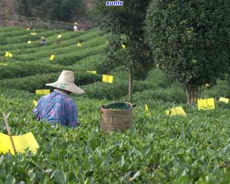 大乐岭茶园：西大乐岭茶业专业生产有机茶叶