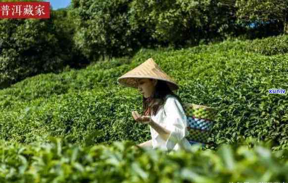 女儿茶由来的神秘传说