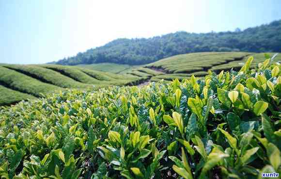 襄阳五山茗茶，品味襄阳，领略五山茗茶的清香