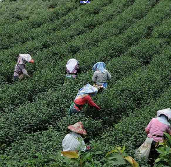 阿里山高山茶价格，探索阿里山的宝藏：高山茶的价格与品质