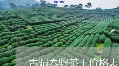 古洞春野茶王价格表-古洞春野茶王特级售价