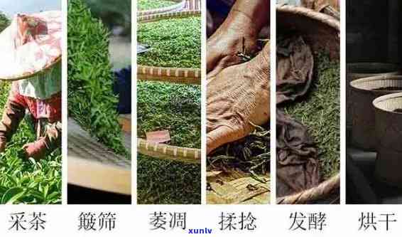 红茶揉捻时间？分还是秒？请给出具体数值