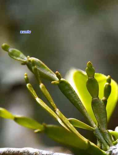 茶寄生图片，探究茶寄生的生态之美：珍贵图片揭示其特别生命状态