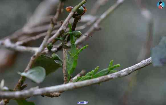 茶寄生图片，探究茶寄生的生态之美：珍贵图片揭示其独特生命状态