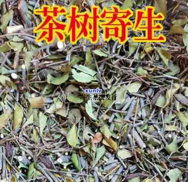 茶寄生图片，探究茶寄生的生态之美：珍贵图片揭示其独特生命状态