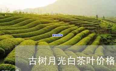 古和古茶月光白价格-古和古茶月光白价格 70克