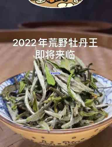 福鼎荒野牡丹王：产地、品质及白茶全面解析