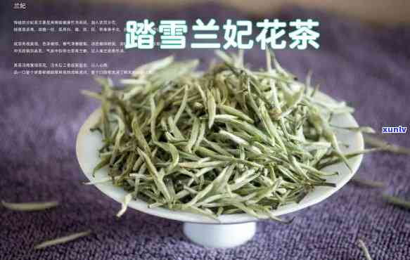 踏雪兰妃灌茶，踏雪寻芳，品味兰妃之香——踏雪兰妃灌茶体验