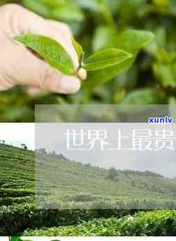 最贵茶树排行：全球十大顶级名茶价格大揭秘