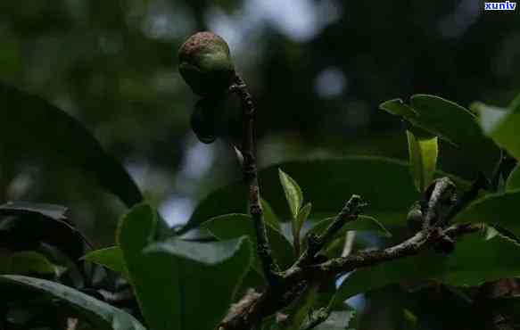 高贡山古茶：稀世珍品，值得收藏的古茶树品种