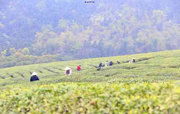 茶山值钱吗，揭秘茶山价值：为何它们如此受人追捧？