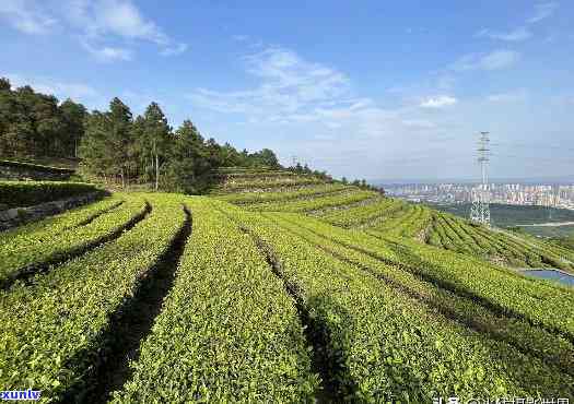 2021年茶山价格-茶山什么价格