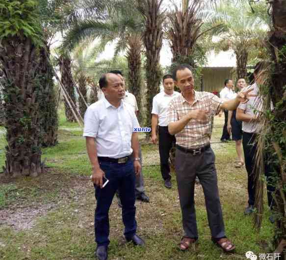 2019贵州石阡苔茶价格表：最新行情及市场走势分析