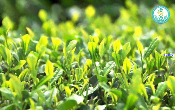 太华茶业，品味自然，享受健——太华茶业为您带来纯正茶叶体验