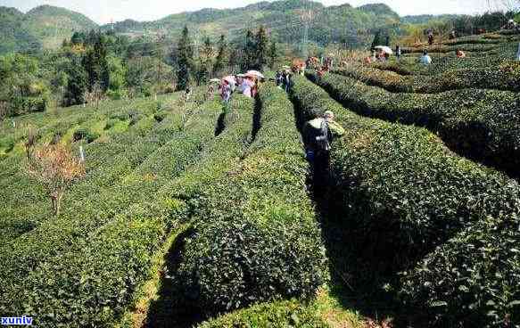 探索门红茶茶香的独特特点与香气魅力