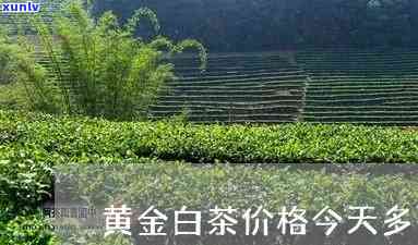 黄金白露茶怎么样？详解黄金白露及其红茶价格表