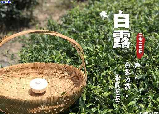 白露红茶叶多少钱一斤，询问价格：白露红茶叶每斤售价多少？