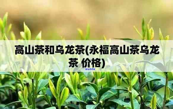 永福鸿鼎高山茶价格表全览：了解其所属种类及价格信息