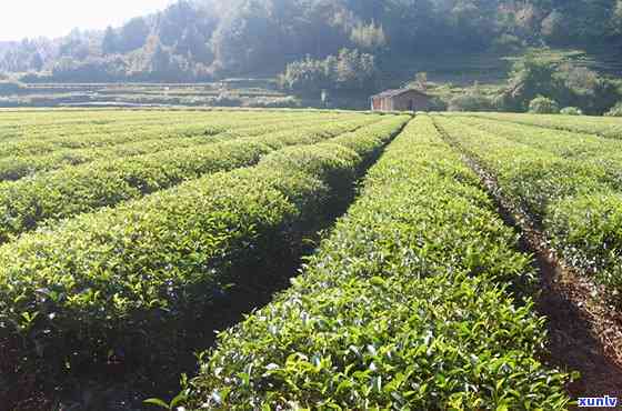 中国最贵的茶树图片大全：高清大图合集