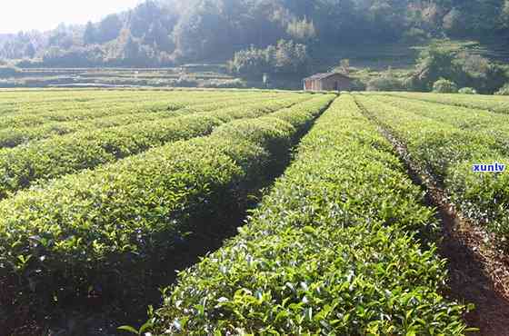 中国最贵的茶树图片-中国最贵的茶树图片大全