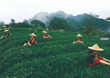 坦洋工夫红茶价格表-坦洋工夫红茶价格表福安红