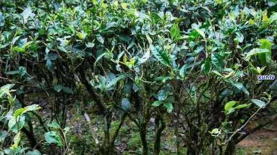 中国最贵的茶树保险-中国最贵茶树多少钱