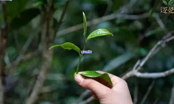 太平山高山野茶，品味自然之韵：探索太平山高山野茶的魅力