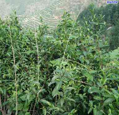 太平红高山野茶价格-太平山高山野茶