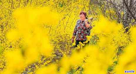 氏连翘芽红茶价格是多少，《氏连翘芽红茶市场价格行情》