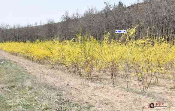 氏连翘优良品种育基地：张双军与基地位置解析