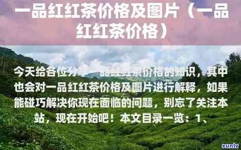 顶红茶一品红价格-顶山红茶价格